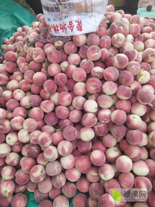 易舒洁免洗手消毒液 第247页