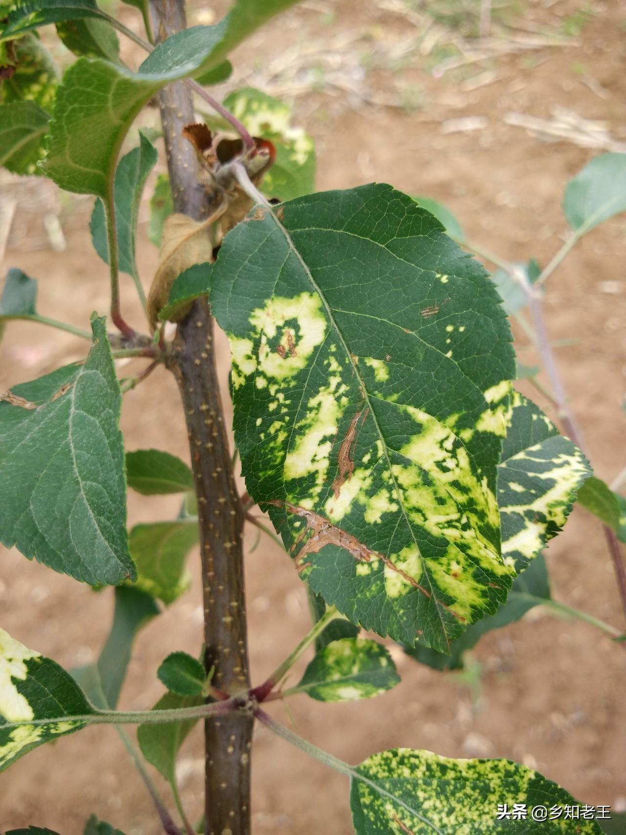 最新病毒正状,最新病毒症状，深入了解，共同应对，深入了解最新病毒症状，共同应对病毒威胁