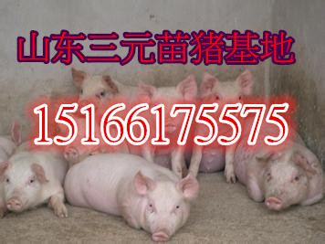 今日仔猪价最新价,今日仔猪价格走势分析,最新行情揭示,今日仔猪价格走势分析,最新行情揭示与价格走势探讨