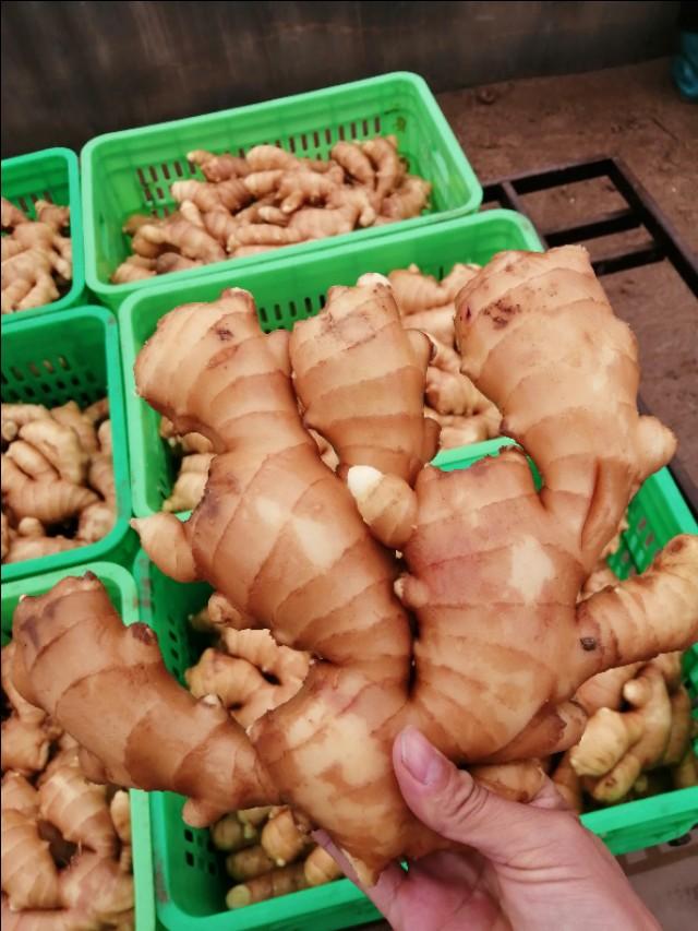 今日生姜价格最新行情,今日生姜价格最新行情，市场走势与影响因素分析，今日生姜价格行情及市场走势与影响因素深度解析