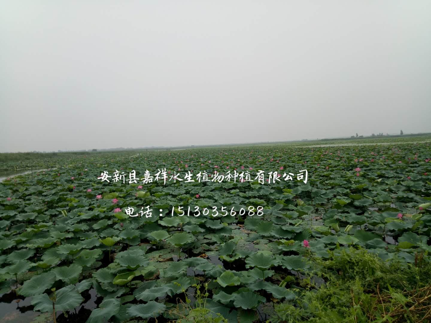 莲藕苗价格,莲藕苗价格背后的故事,农业种植业的微观观察,莲藕苗价格背后的故事,农业种植业的微观观察与探究