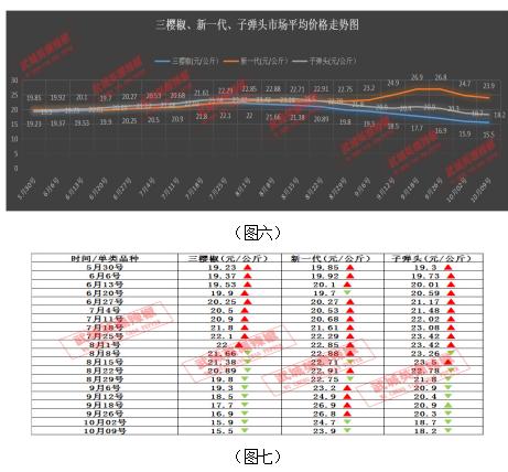 青辣椒行情,青辣椒行情，繁荣背后的故事，青辣椒行情背后的繁荣故事