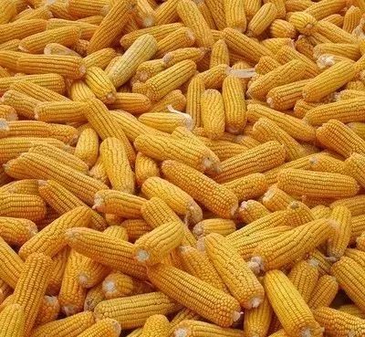 口腔卫生用品 第77页