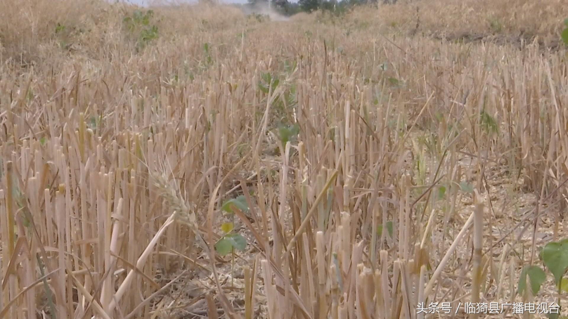 山西小麦价格最新行情,山西小麦价格最新行情，市场走势与影响因素分析，山西小麦最新价格行情及市场走势与影响因素分析